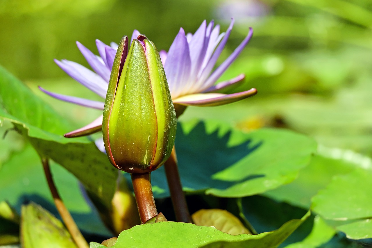 water lily bud green free photo