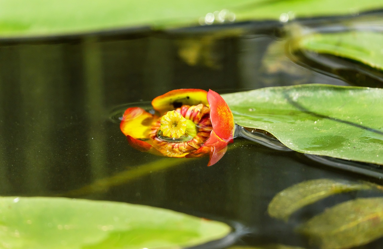 water lily japanese pond rose nuphar japonica free photo