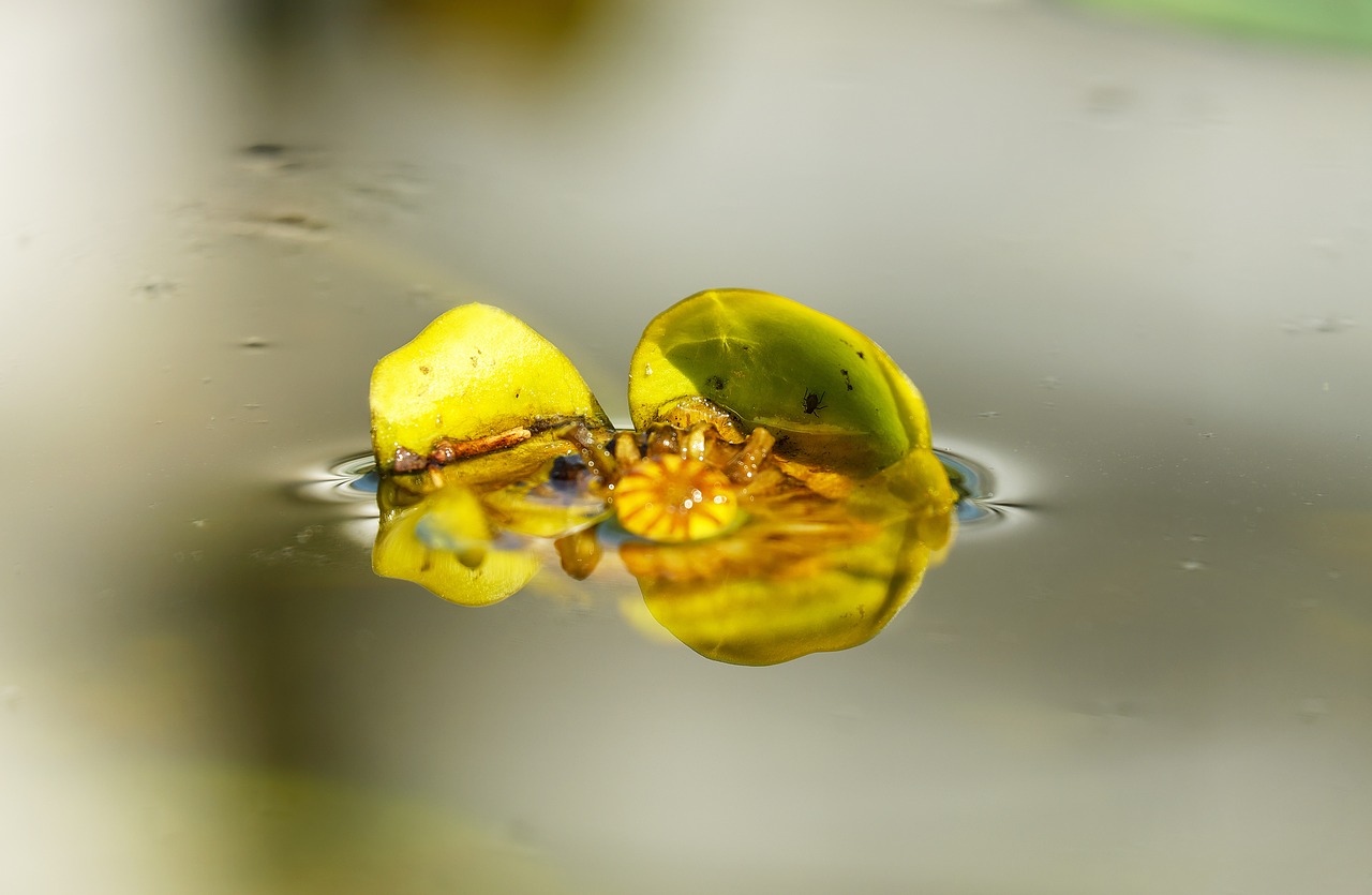 water lily japanese pond rose nuphar japonica free photo