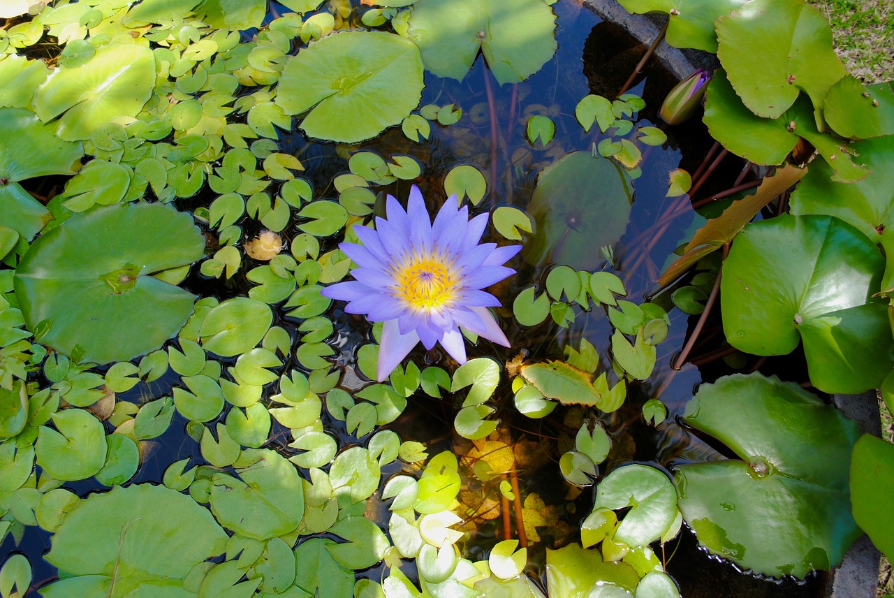 water lily lily pond lily pad free photo