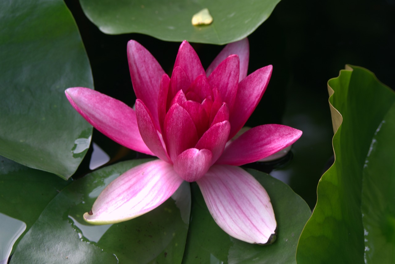 water lily pink water plant free photo