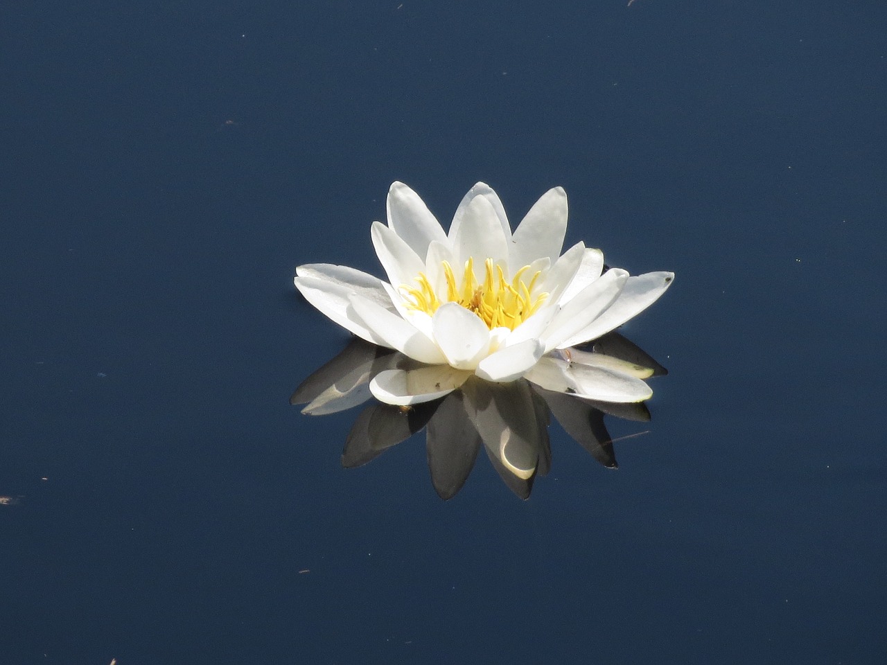 water lily water flower flower free photo