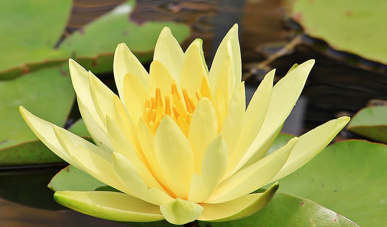 water lily nuphar lutea aquatic plant free photo