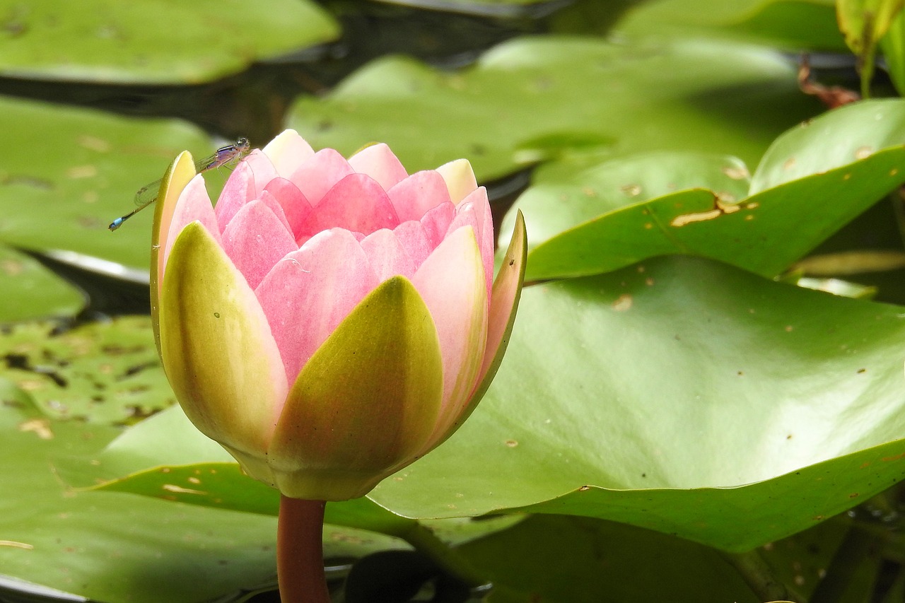 water lily nuphar lutea pond plant free photo