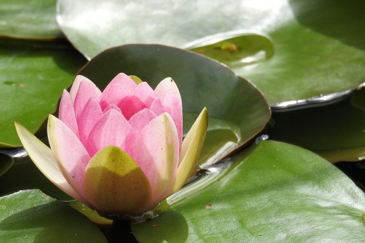 water lily nuphar lutea pond plant free photo