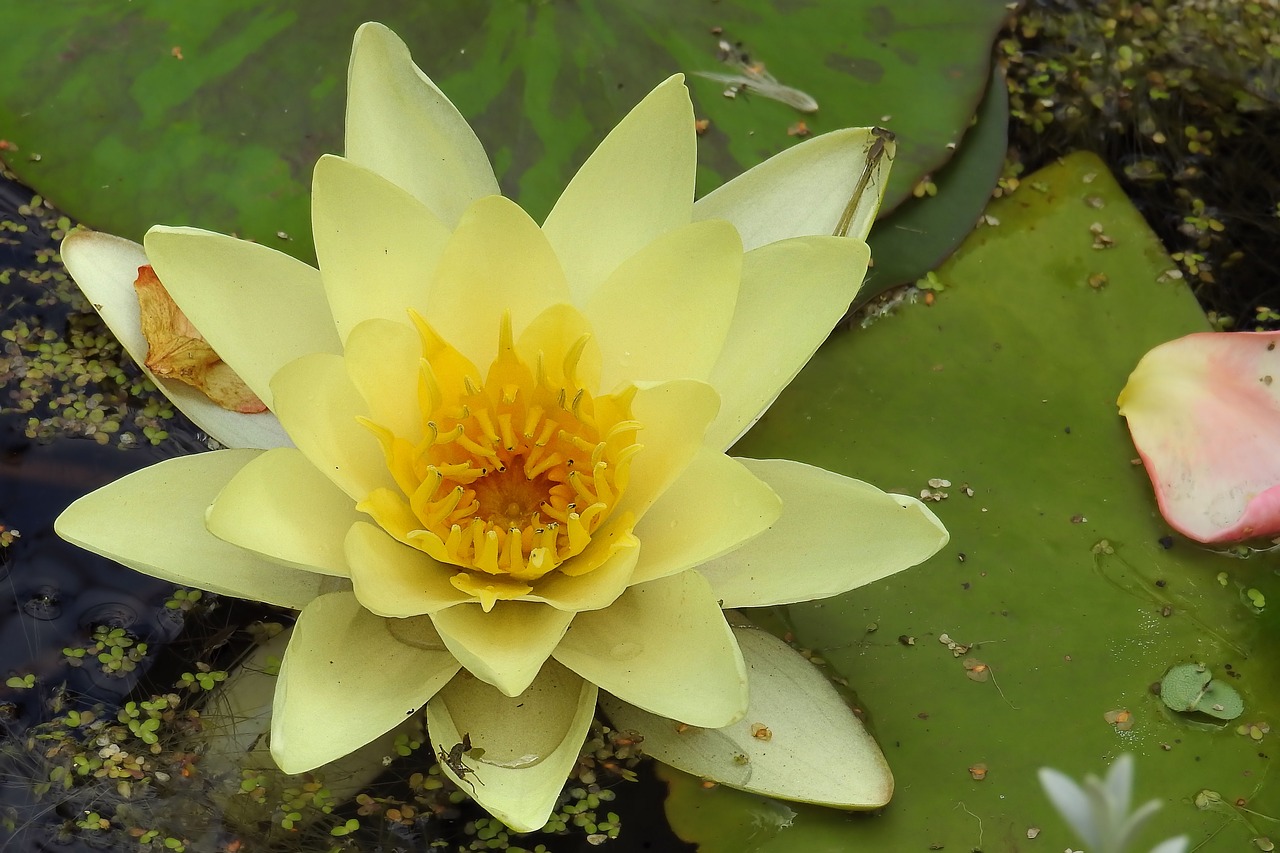 water lily nuphar lutea aquatic plant free photo