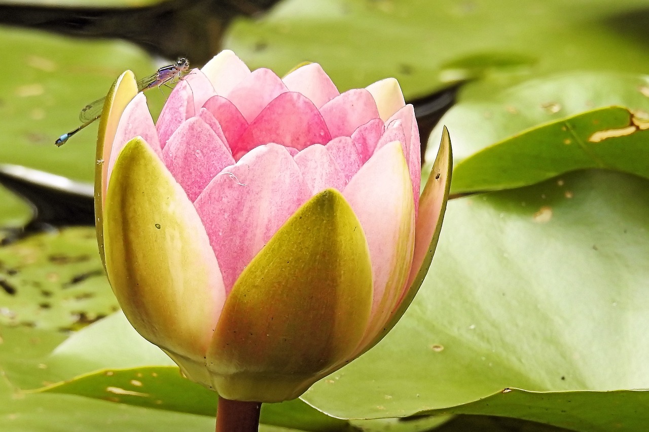 water lily nuphar lutea pink free photo