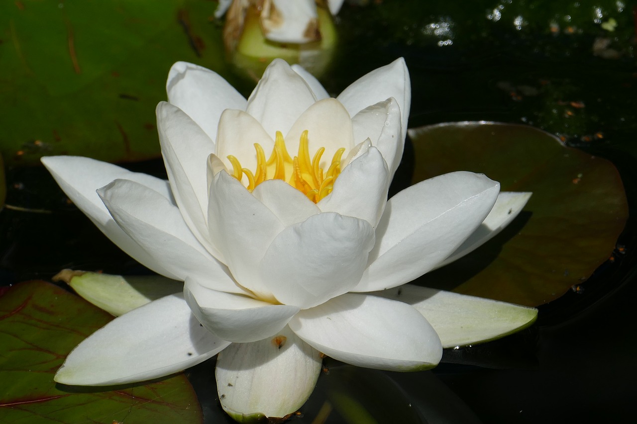 water lily blossom bloom free photo