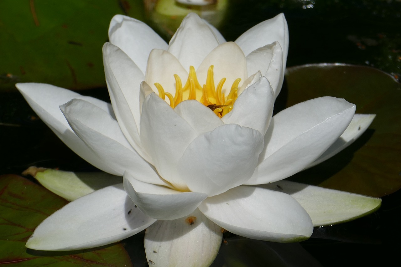 water lily blossom bloom free photo