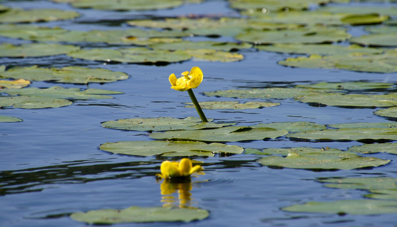 water lily pond aquatic plant free photo