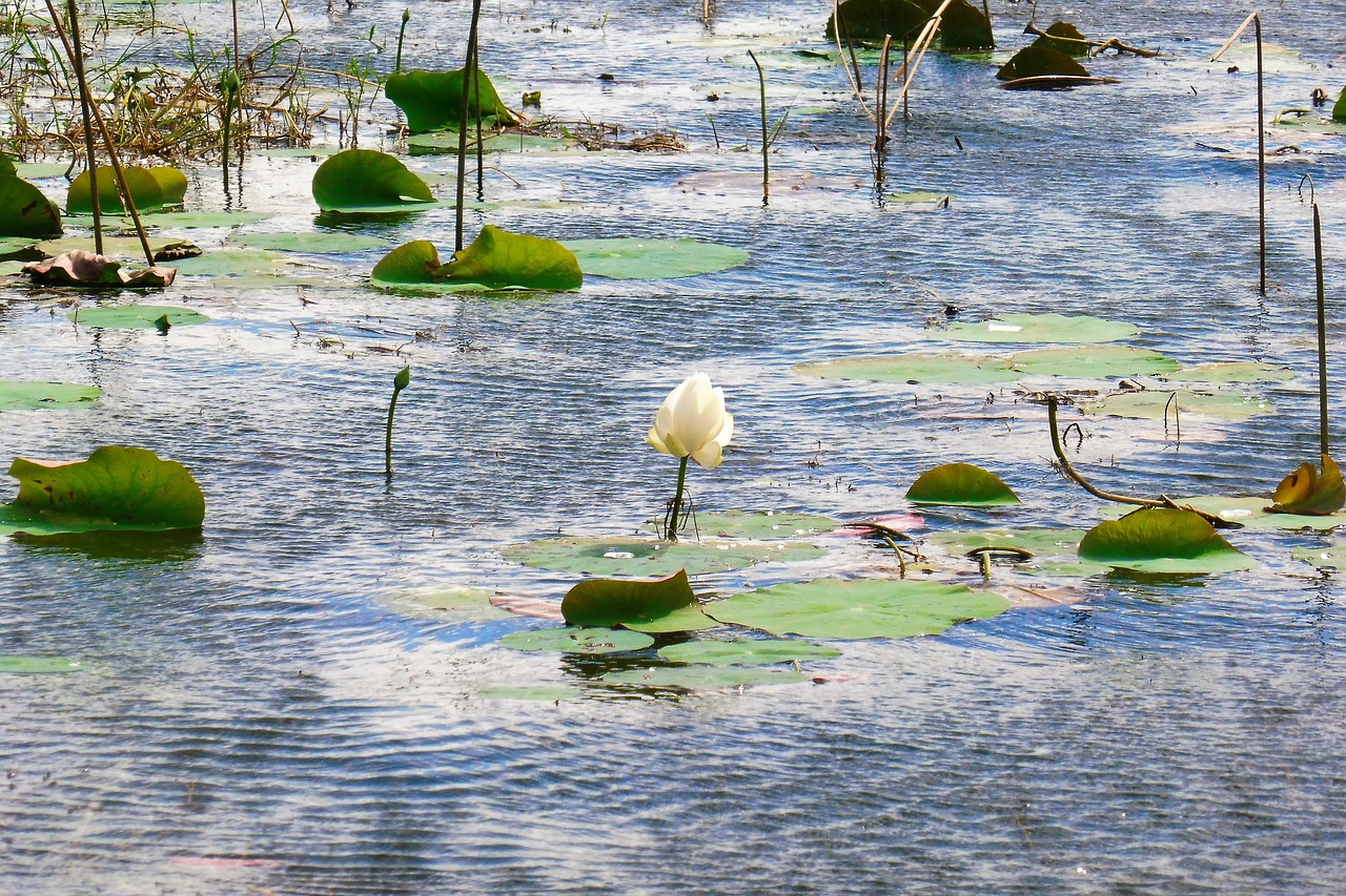 water lily lotus flower free photo