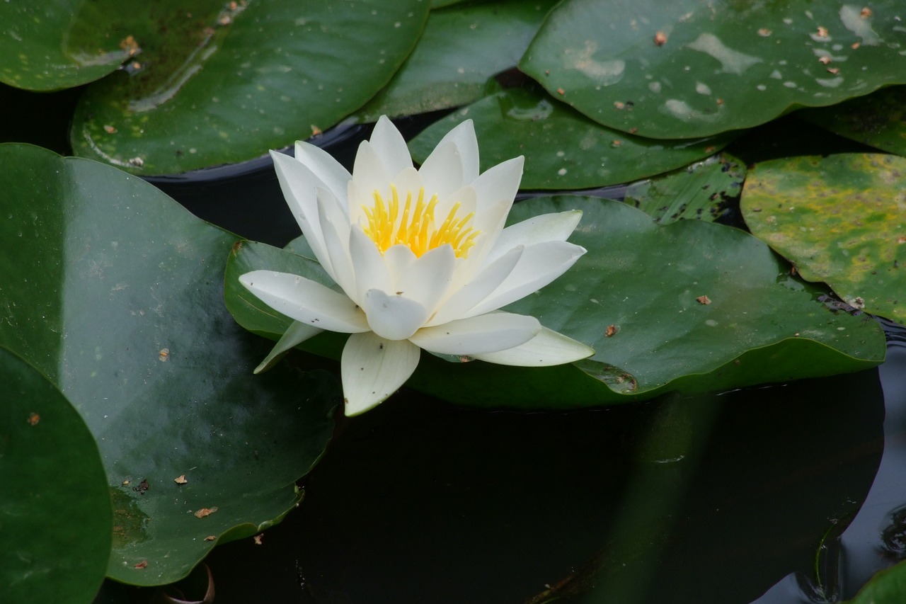 water lily nuphar lutea aquatic plant free photo