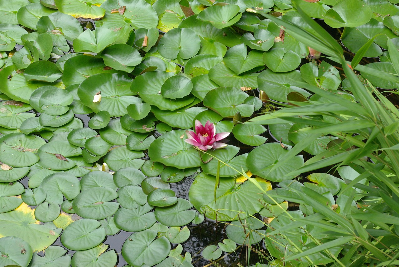 water lily river lake free photo