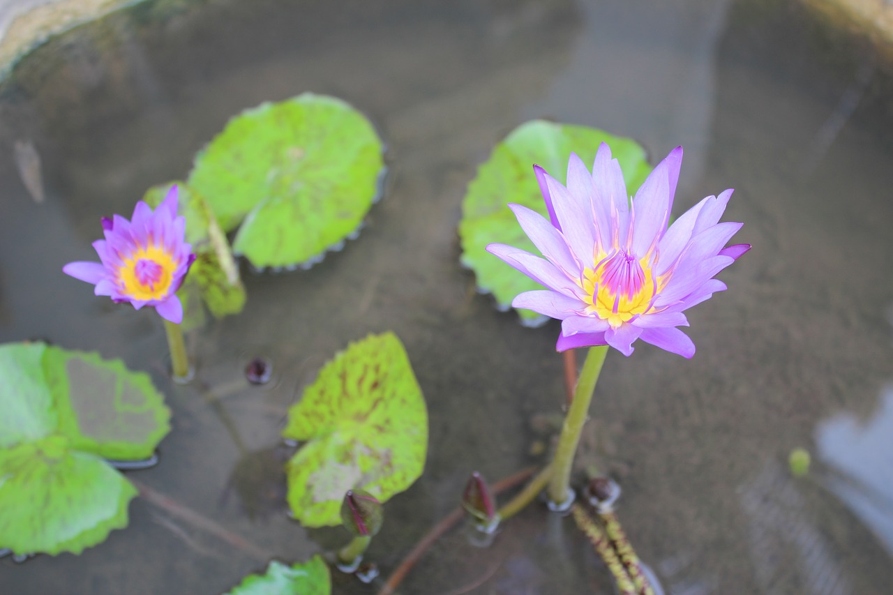 water lily plant blossom free photo