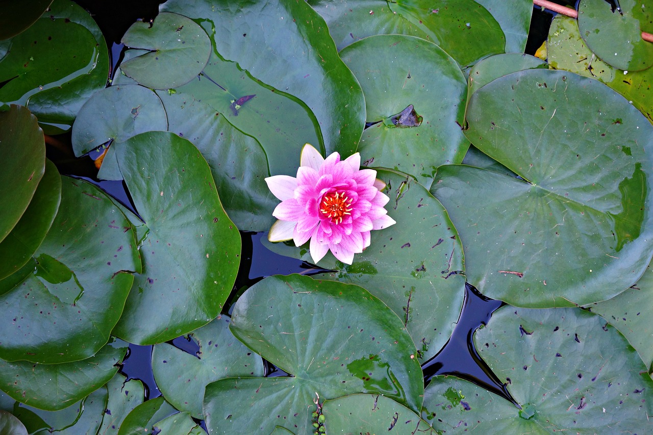 water lily lily plant free photo