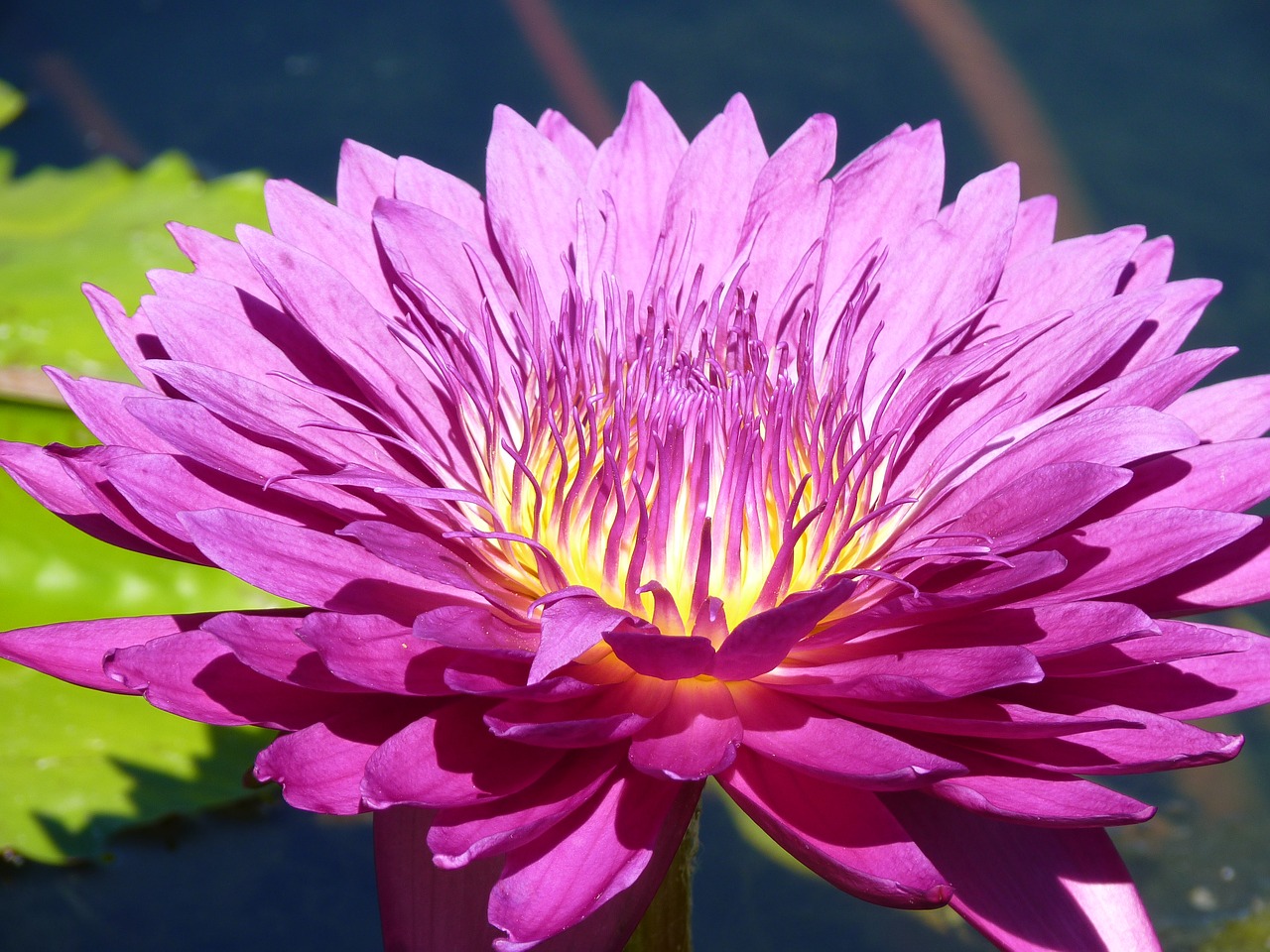 water lily pink water free photo