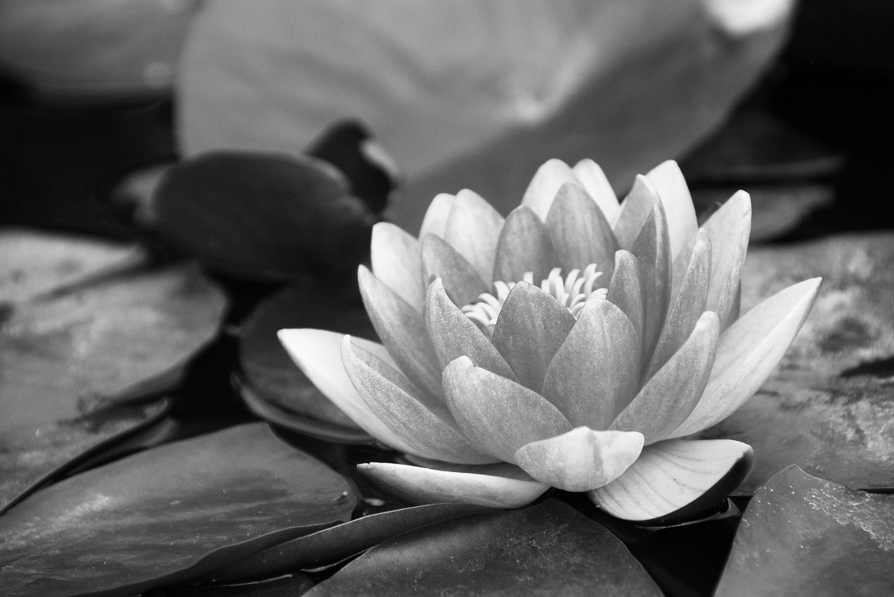 water lily black and white pond free photo