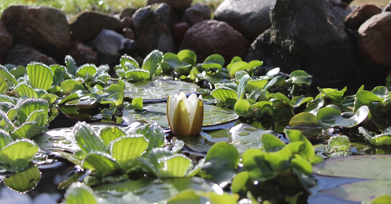 water lily nuphar lutea white free photo