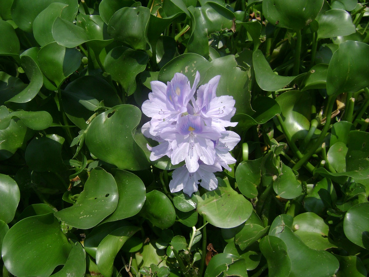 water lily flower pond free photo