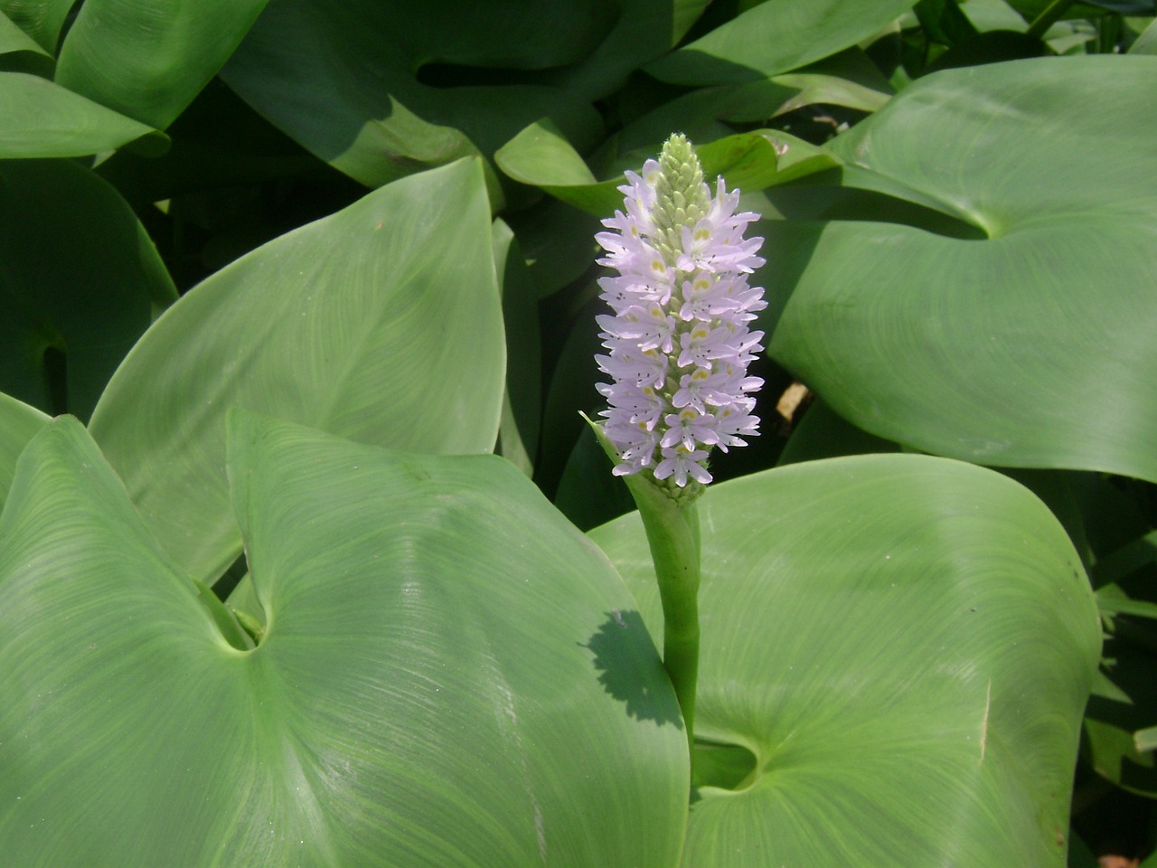 water lily nature flower free photo