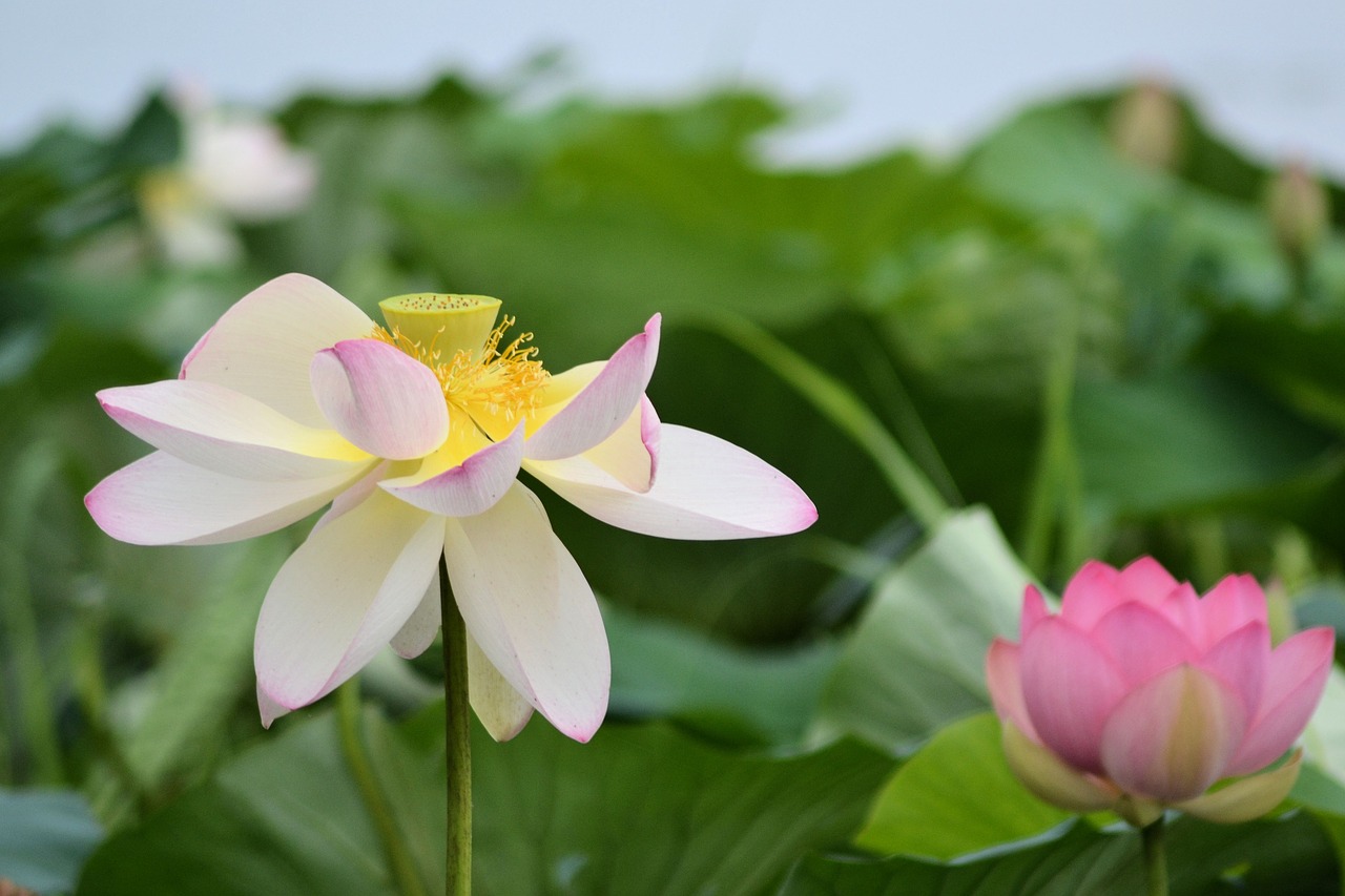 water lily flower nature free photo