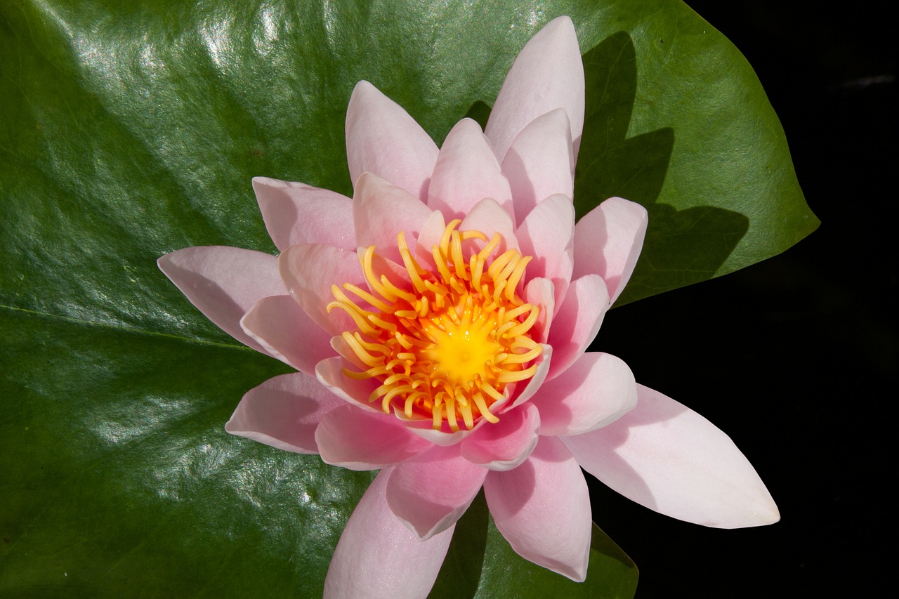 water lily nymphaea lake rose free photo