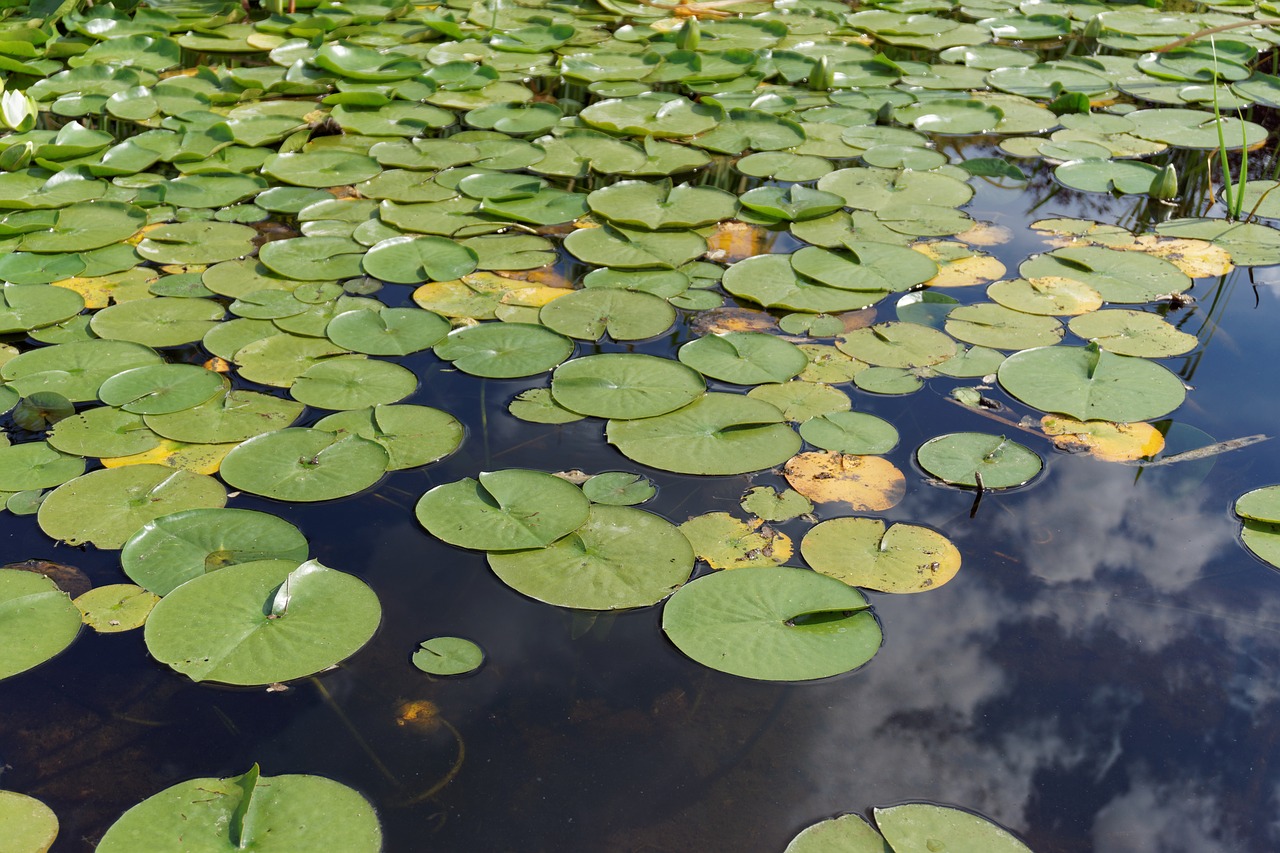 water lily water plant free photo