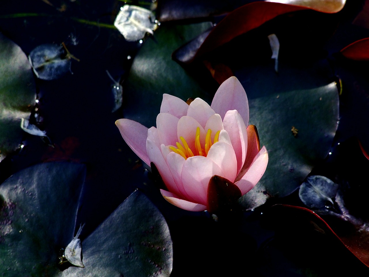 water lily lotus lotus blossom free photo