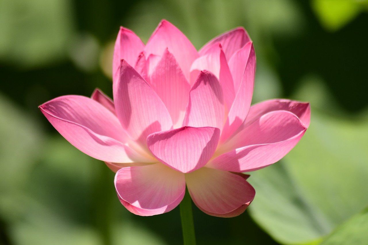 water lily pink flower free photo