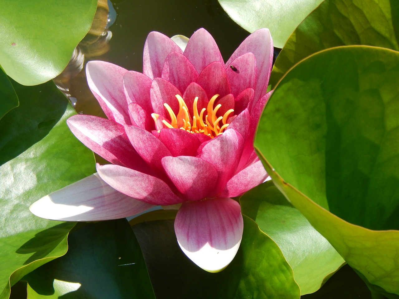 water lily aquatic plant red free photo