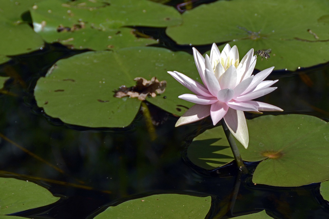 water lily aquatic plant blossom free photo