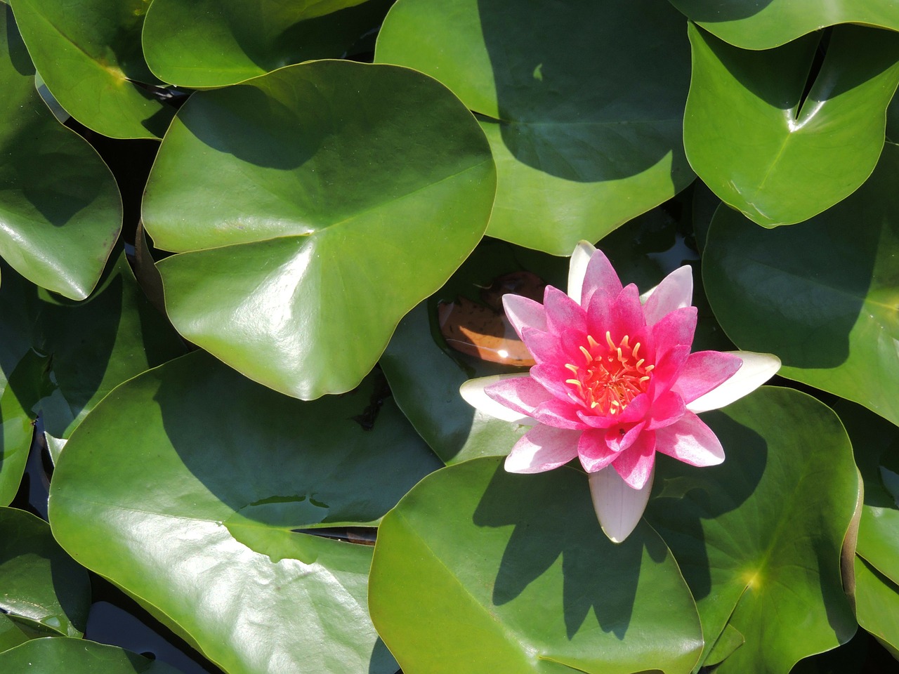 water lily red aquatic plant free photo