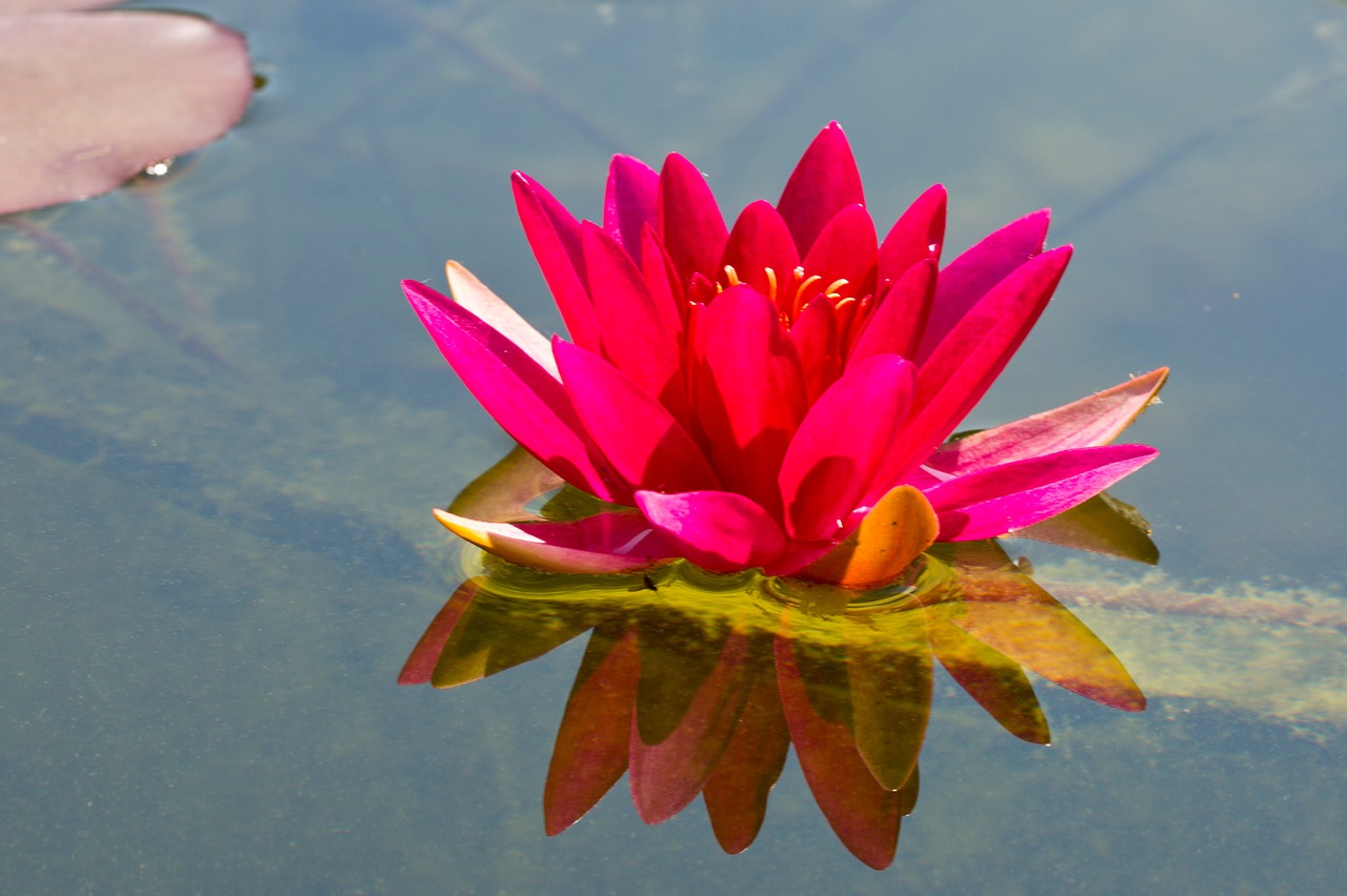 water lily aquatic plant blossom free photo