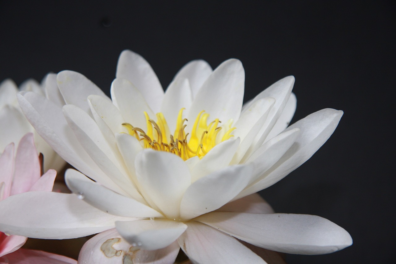 water lily noble nuphar lutea free photo