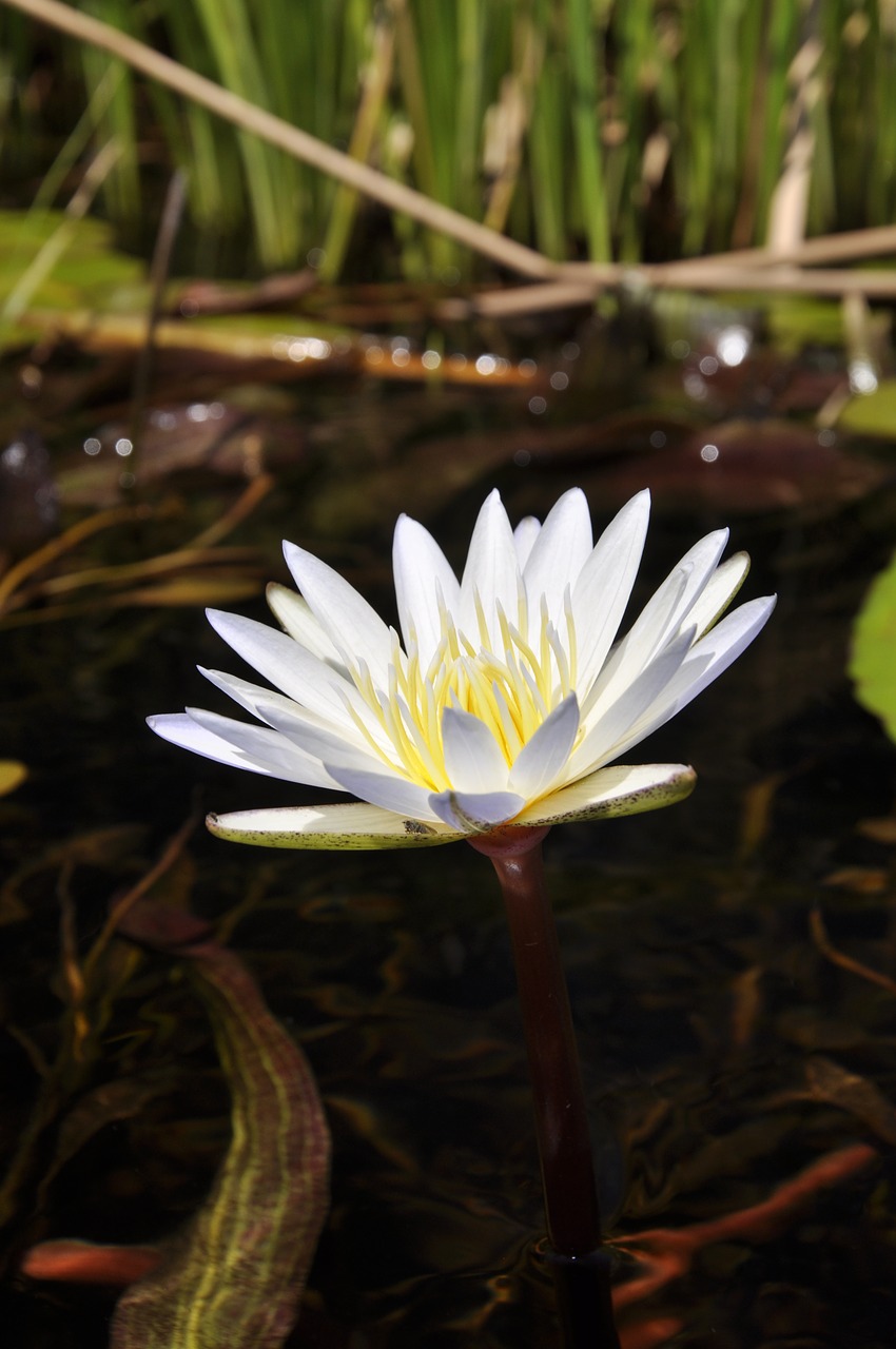 water lily flower lily free photo