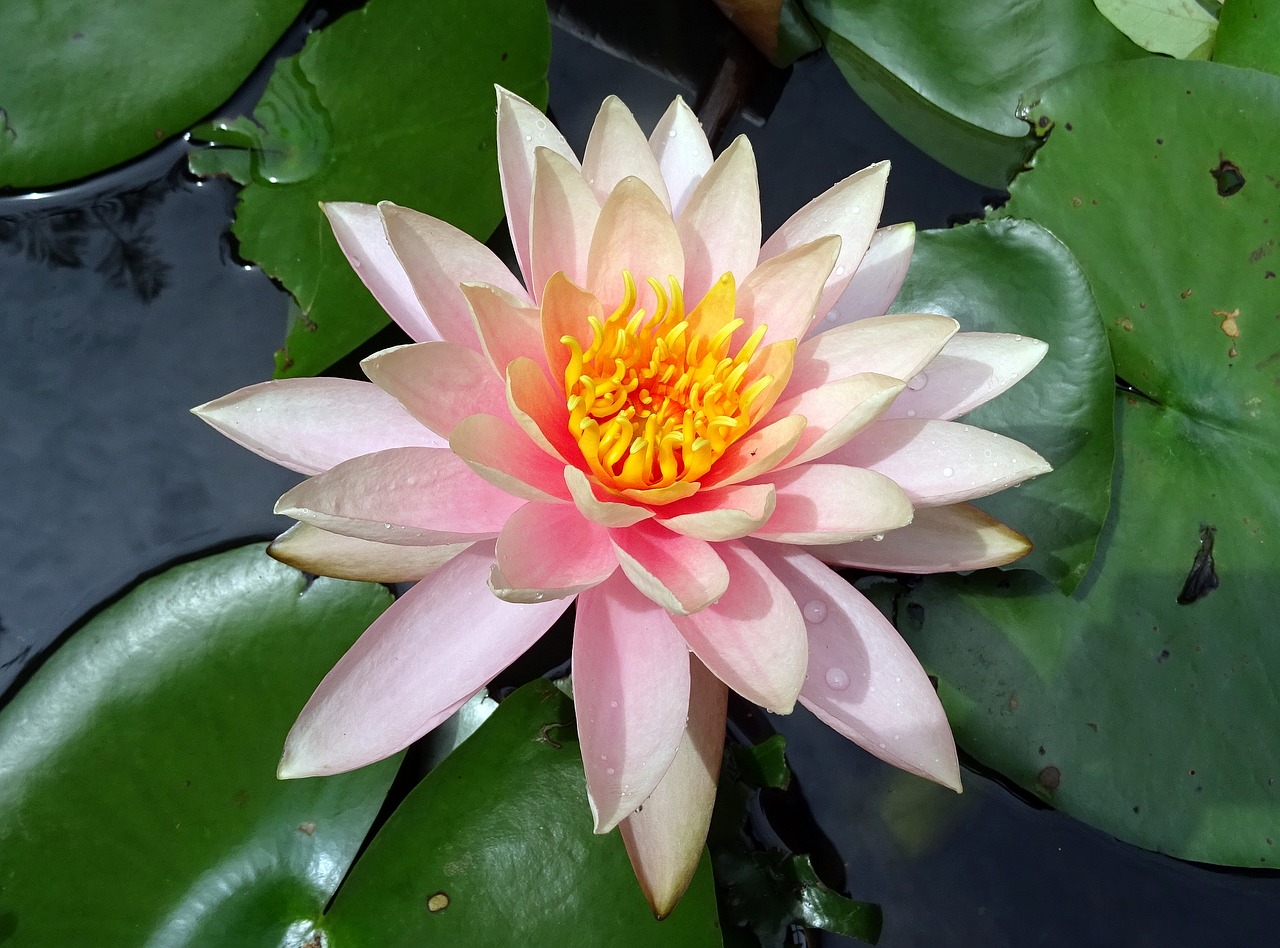 flower water lily nymphaea colorado free photo