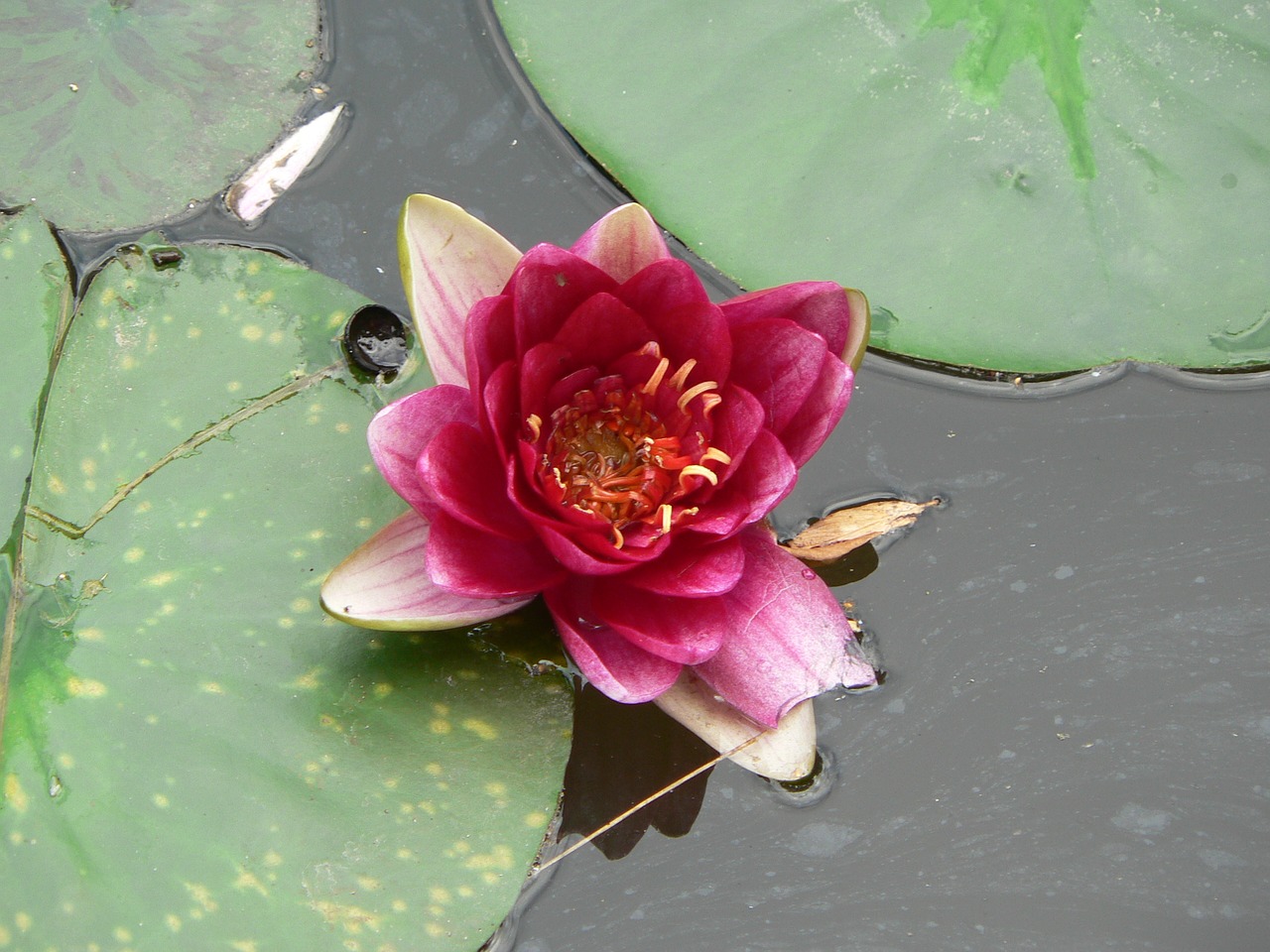 water lily flower flower water free photo