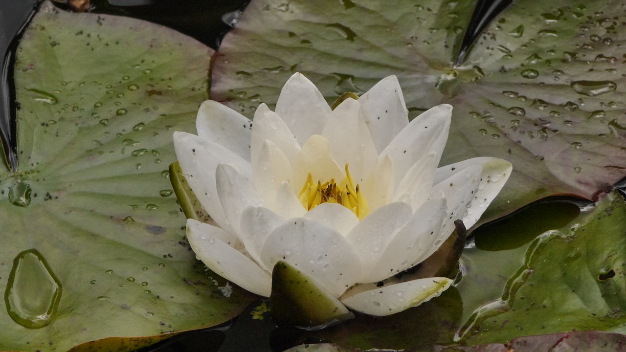 water lily weis pond free photo