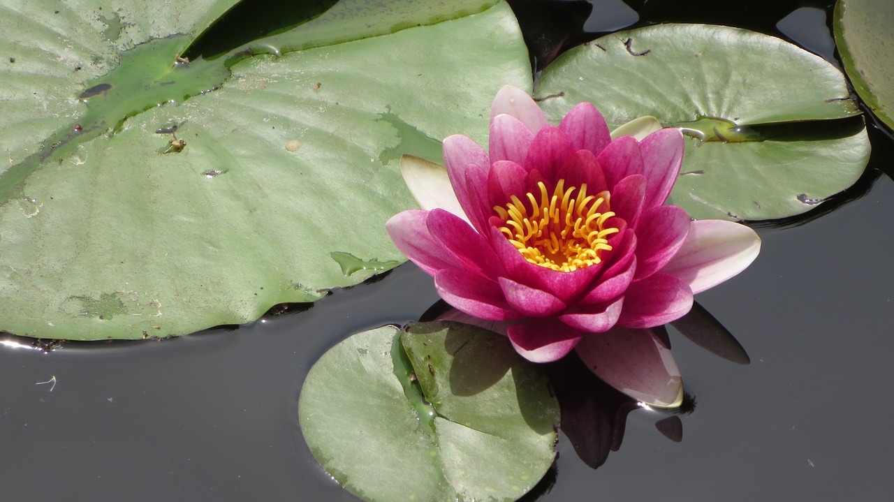 water lily pond free pictures free photo