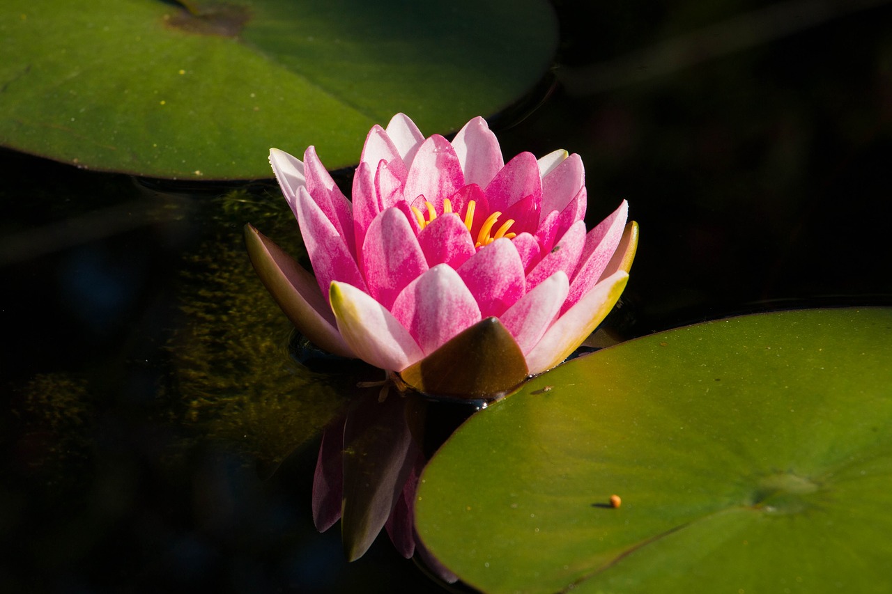 water lily pink blossom free photo