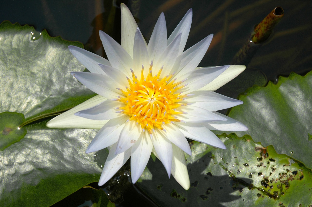 water lily white blossom free photo