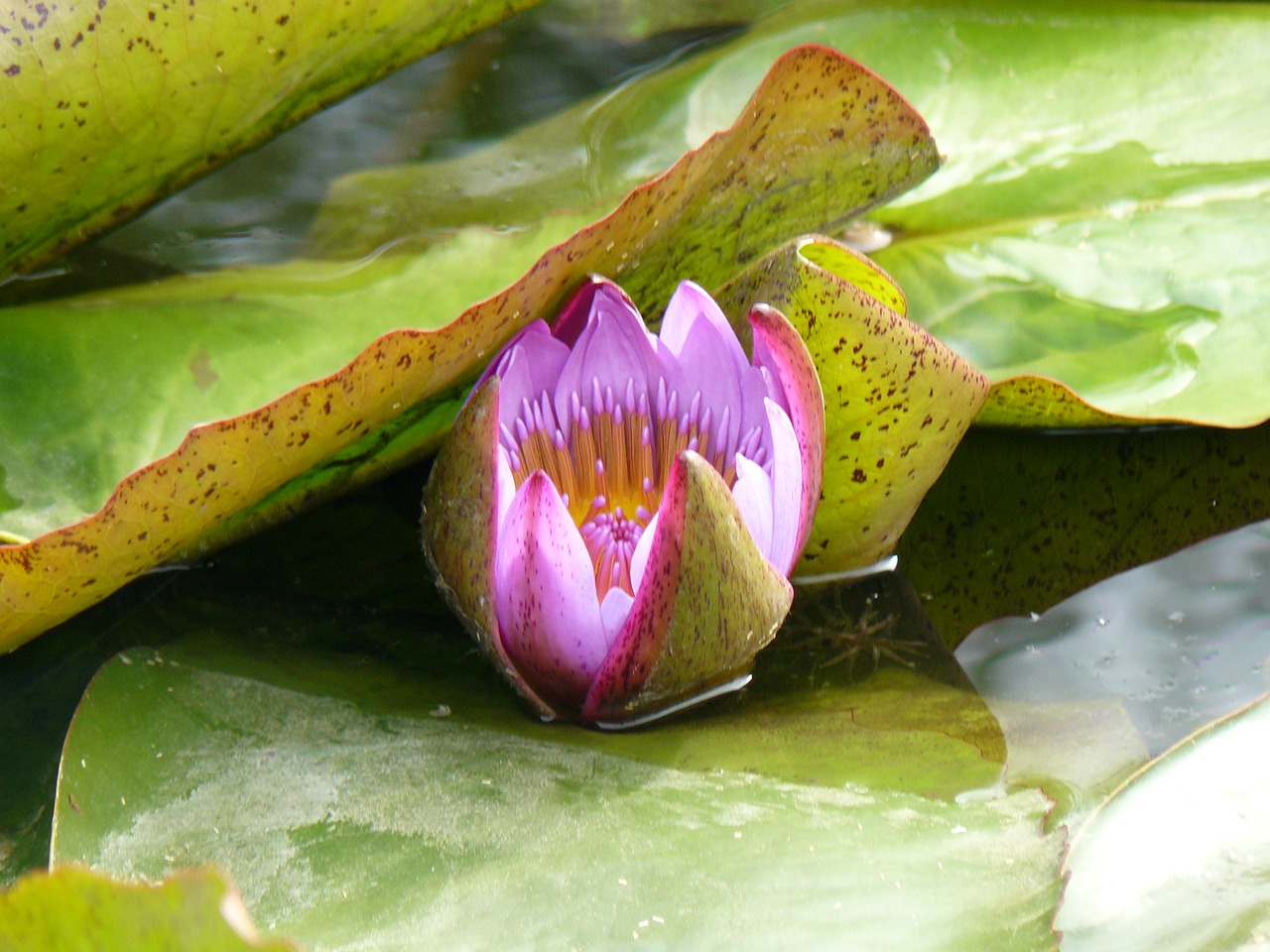 water lily pond pink free photo