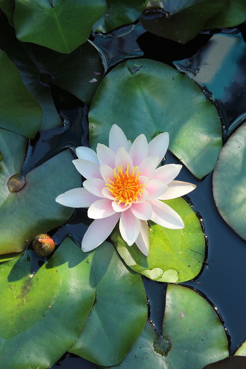 water lily flowers aquatic plants free photo