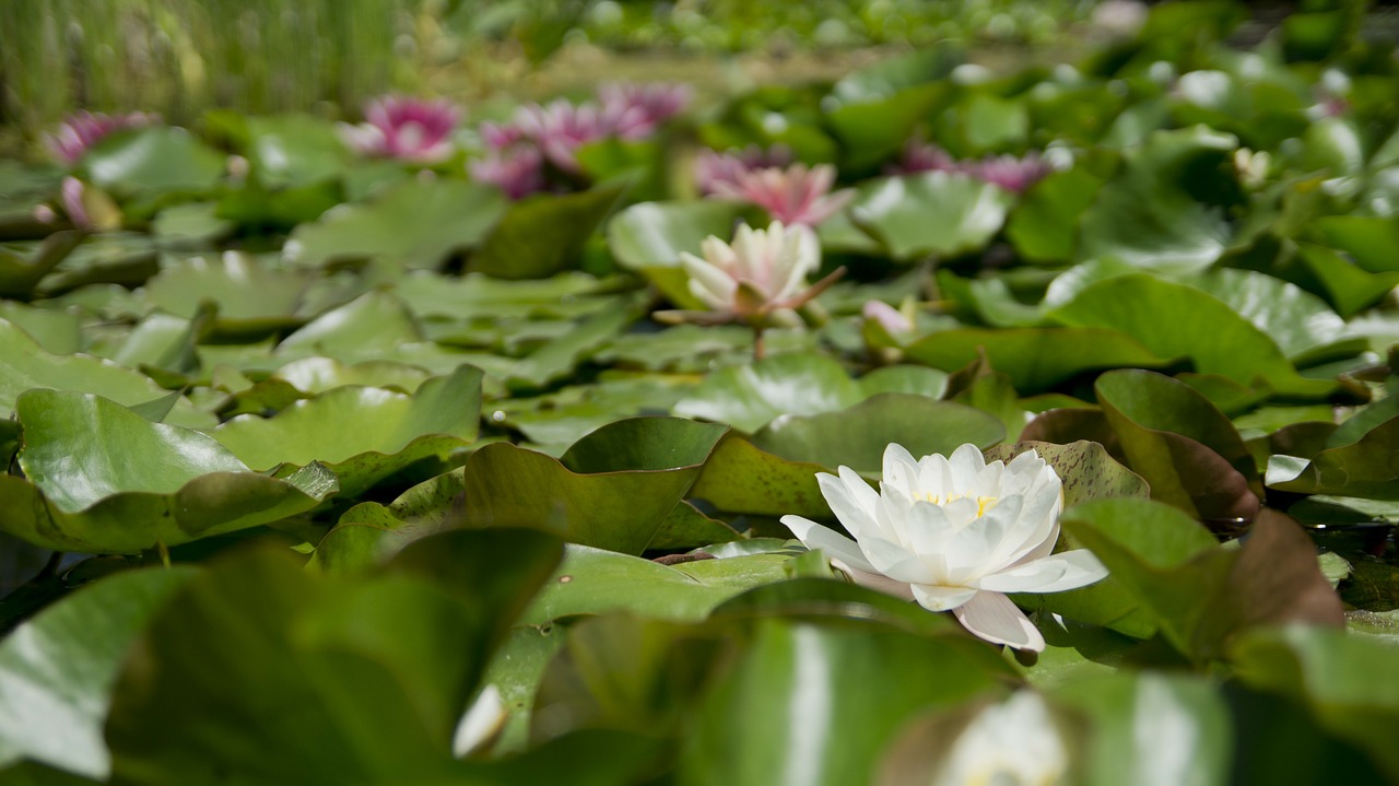 water lily flower aquatic plant free photo