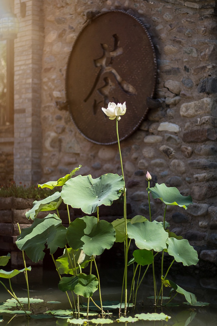 water lily water pond free photo