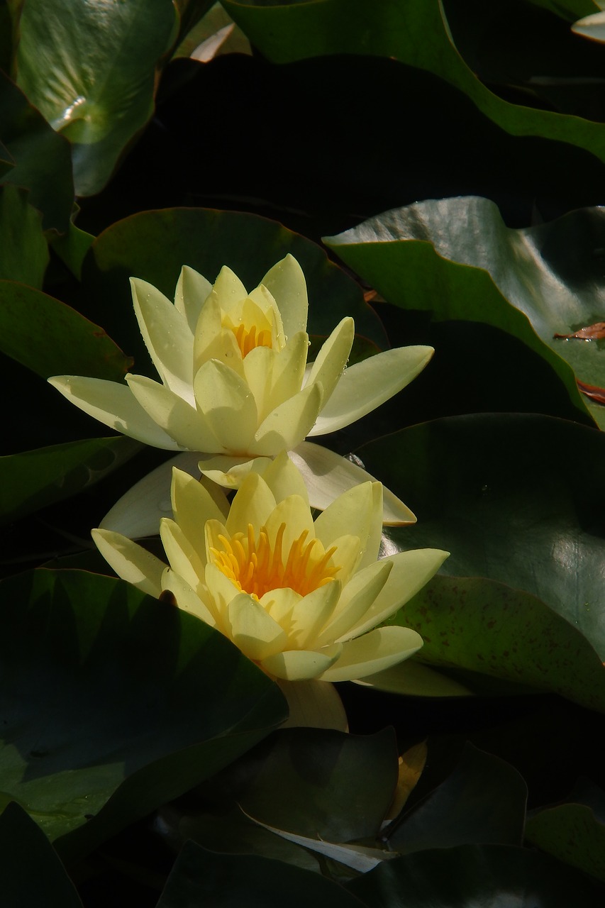 water lily nature summer free photo