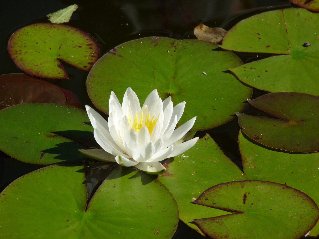 water lily flower plant free photo