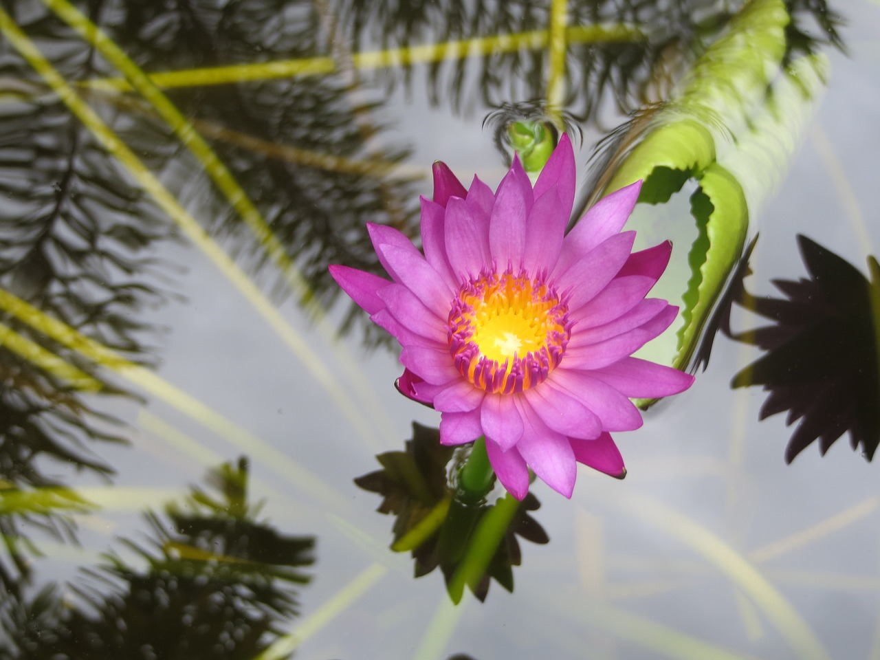 water lily flower lotus free photo