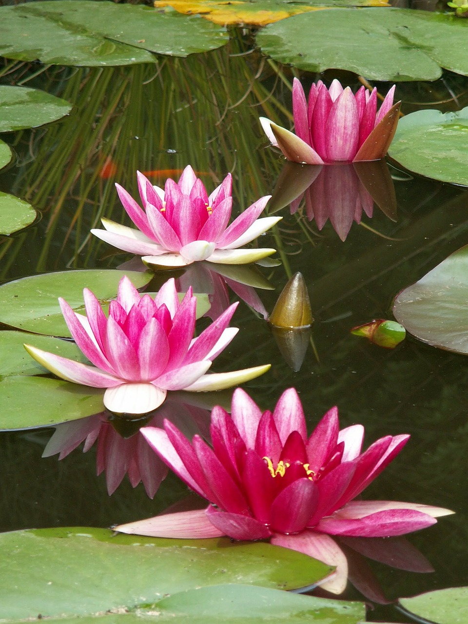 water lily aquatic plant water free photo