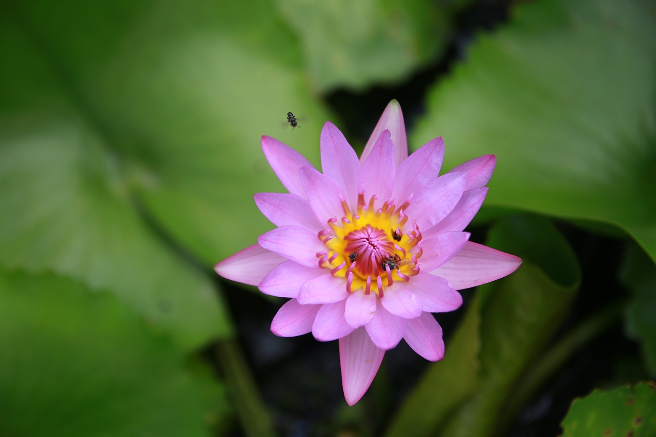 water lily lotus flower free photo